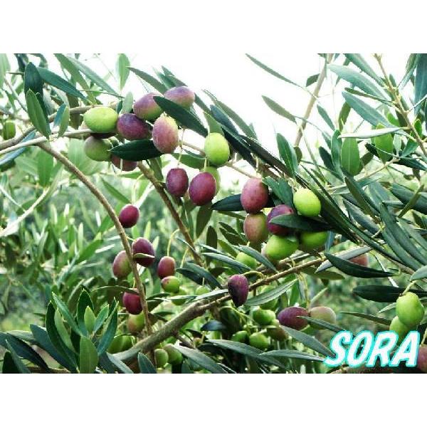 オリーブ ネバディロブランコ 樹高H:1800mm　植木 苗 オリーブ ネバディロブランコ 樹高H