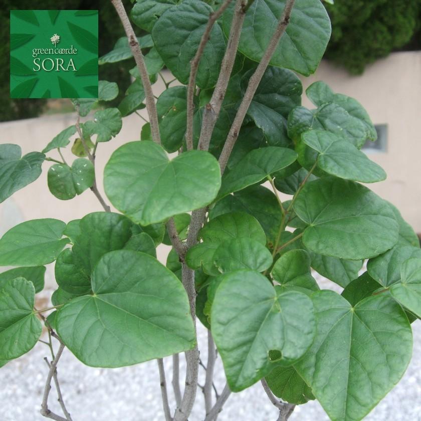 ハナズオウ 単木 Soraのハナズオウ 単木 樹高h 00mm 植木 苗 Dece 064 苗 Dece 064ならショッピング ランキングや口コミも豊富なネット通販 更にお得なpaypay残高も スマホアプリも充実で毎日どこからでも気になる商品をその場でお求めいただけます 花 ガーデニング