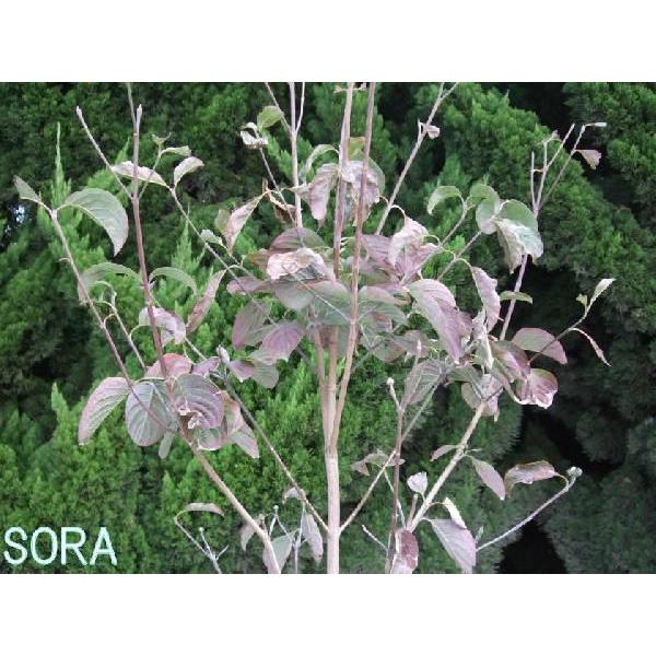 ハナミズキ 白花 単木 樹高H:1800粍 植木 苗 苗-花-花、ガーデニング
