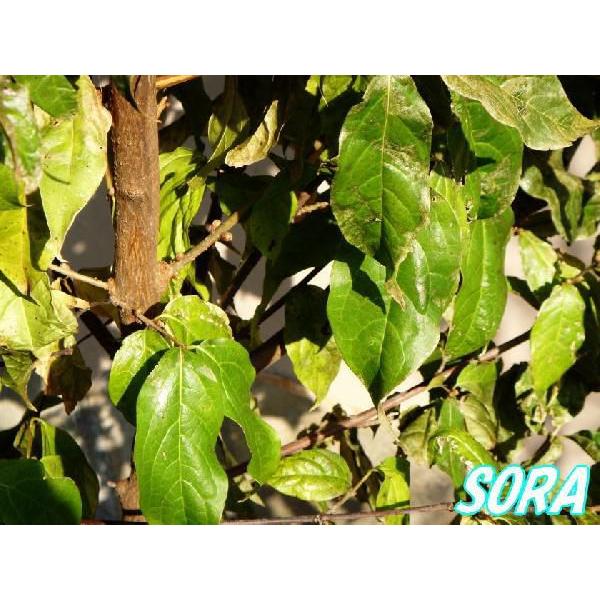 Dece 098 Sora 花 苗 Soraのロウバイ 樹高h 1500mm 単木 ロウバイ