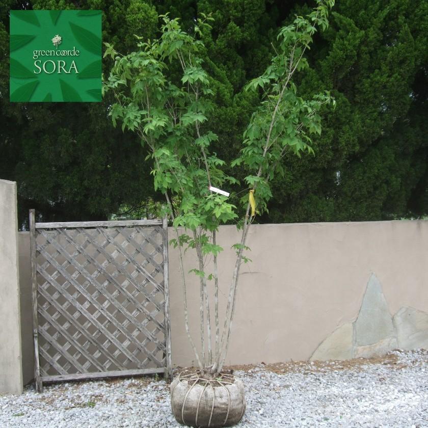 【新品 送料込み】 アオダモ 株立 樹高H:2500mm　植木 苗 【WSO7578433020】(26620円)