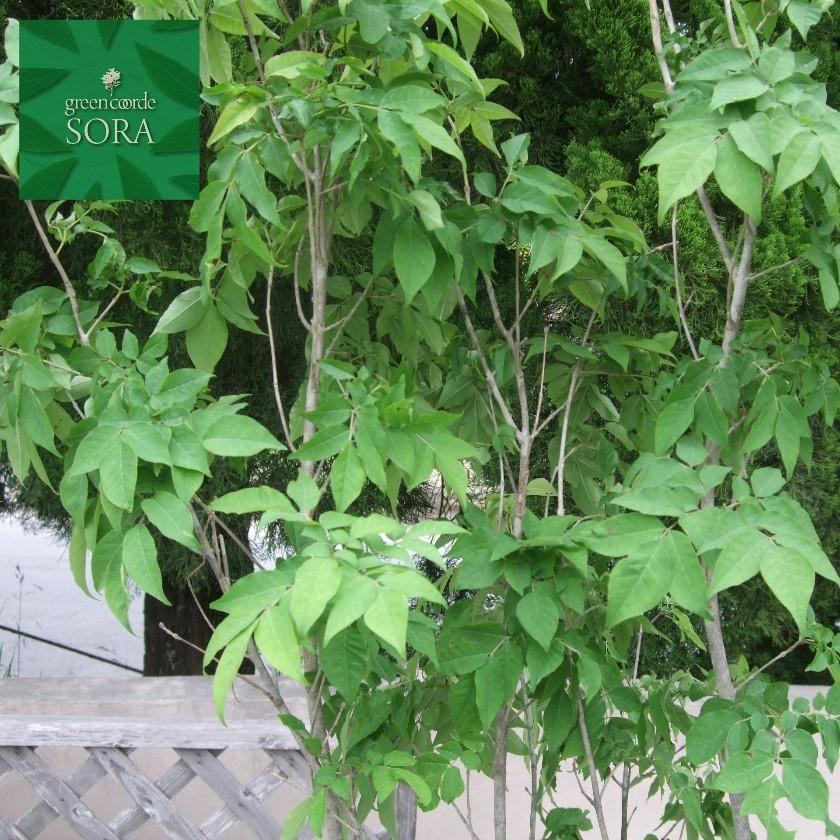 【新品 送料込み】 アオダモ 株立 樹高H:2500mm　植木 苗 【WSO7578433020】(26620円)