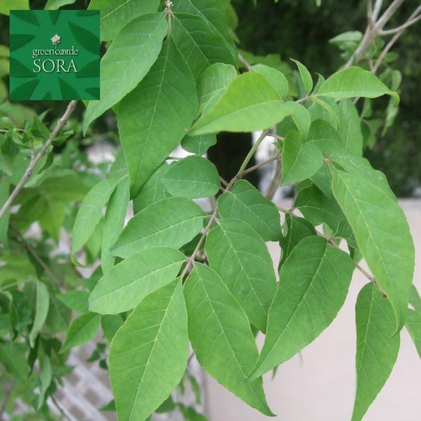 アオダモ 株立 樹高H:2500mm　植木 苗