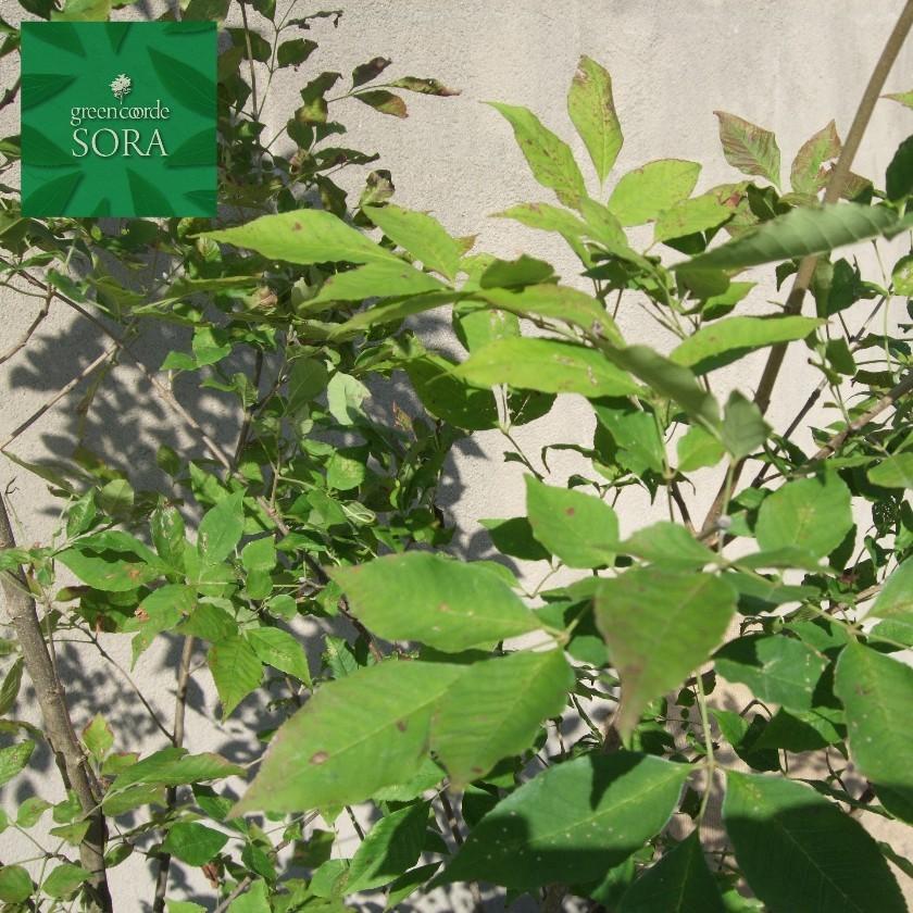 【推し】 アオダモ 株立 樹高H:2500mm　植木 苗 【VQL6717245830】(23595円)