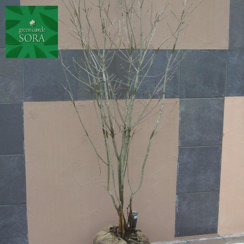 アオダモ 株立 樹高h 3000mm 植木 苗 Dece 105 Sora 通販 Yahoo ショッピング