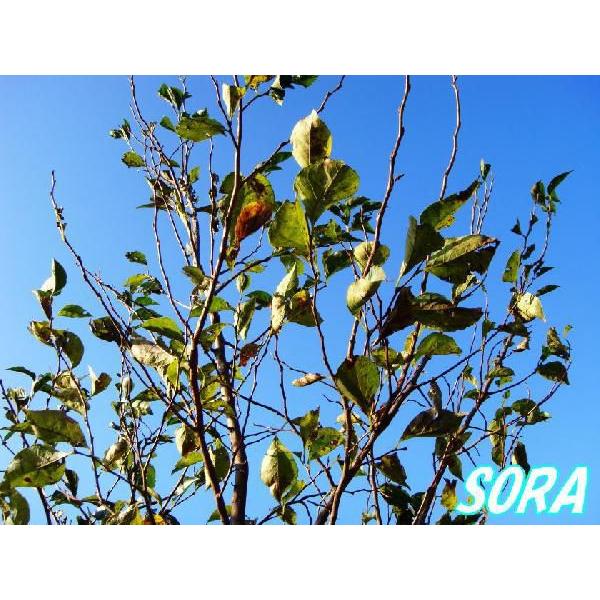 エゴ 桃花 単木 樹高H:3000mm　植木 苗｜e-sora｜02