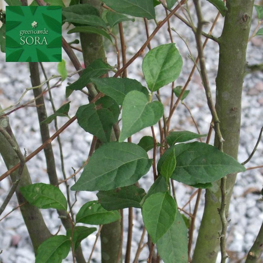 最安値挑戦 エゴ 白花 単木 樹高h 3500mm 植木 苗 全国宅配無料 Www Kmv Com Ve