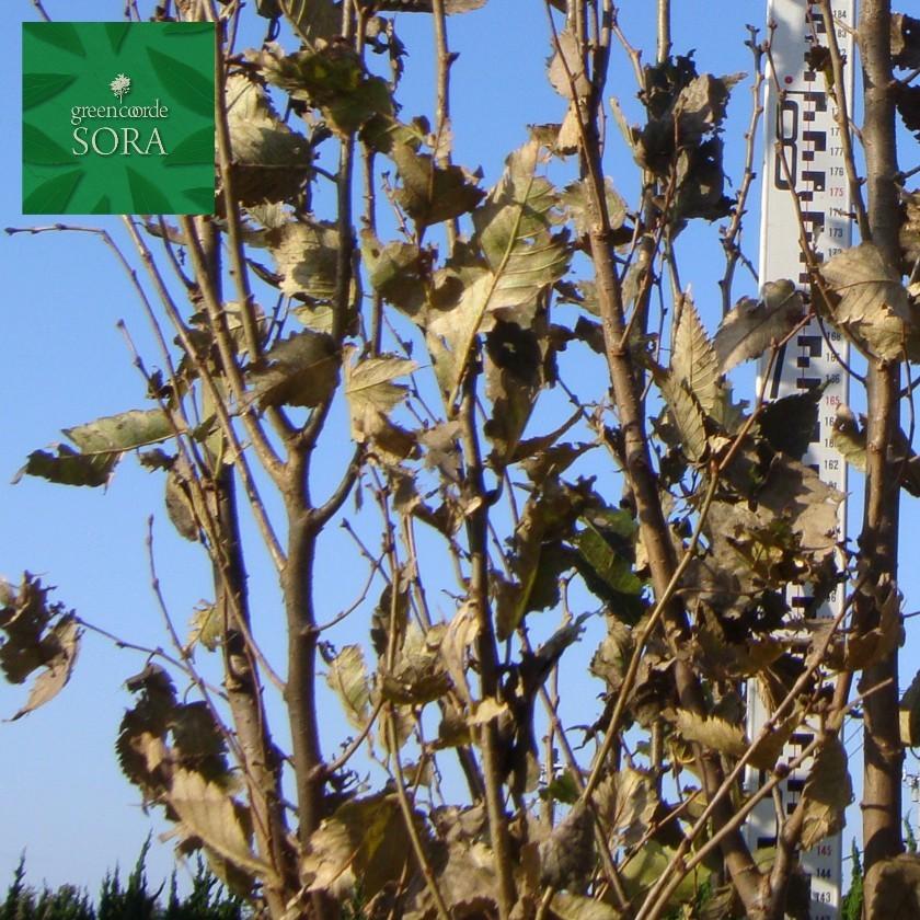 ケヤキ 株立 樹高h 3000mm 苗 Dece 155ならショッピング ランキングや口コミも豊富なネット通販 更にお得なpaypay残高も スマホアプリも充実で毎日どこからでも気になる商品をその場でお求めいただけます 花 ガーデニング 株立 植木 苗 苗木 植木 Dece 155 Sora