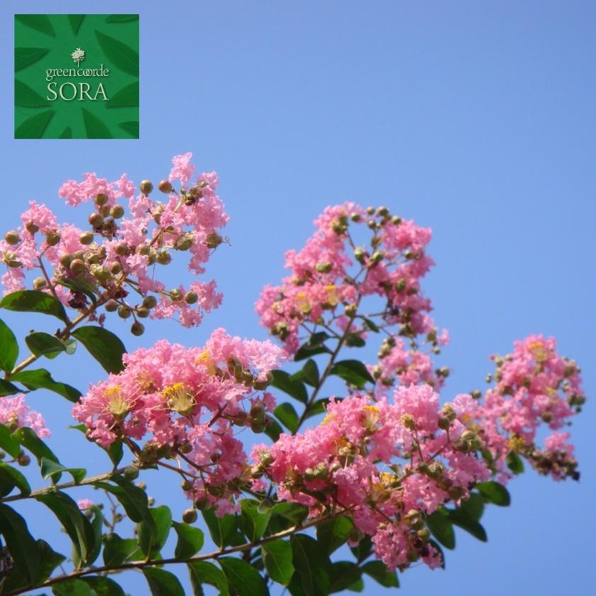 サルスベリ 桃花 単木 樹高h 00mm 植木 苗 Dece 160 Sora 通販 Yahoo ショッピング