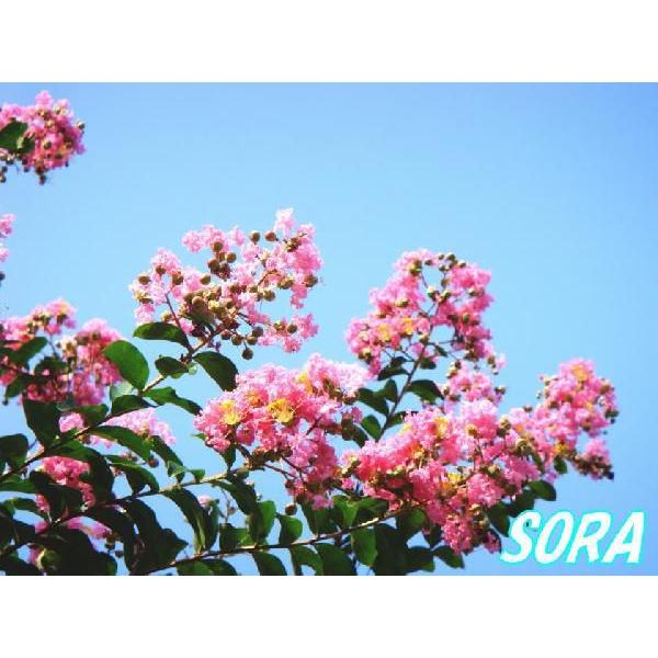 サルスベリ 桃花 単木 樹高H:3000mm　植木 苗(32512円)