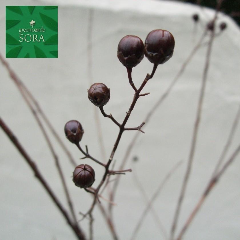 サルスベリ 桃花 単木 樹高H:3000mm　植木 苗