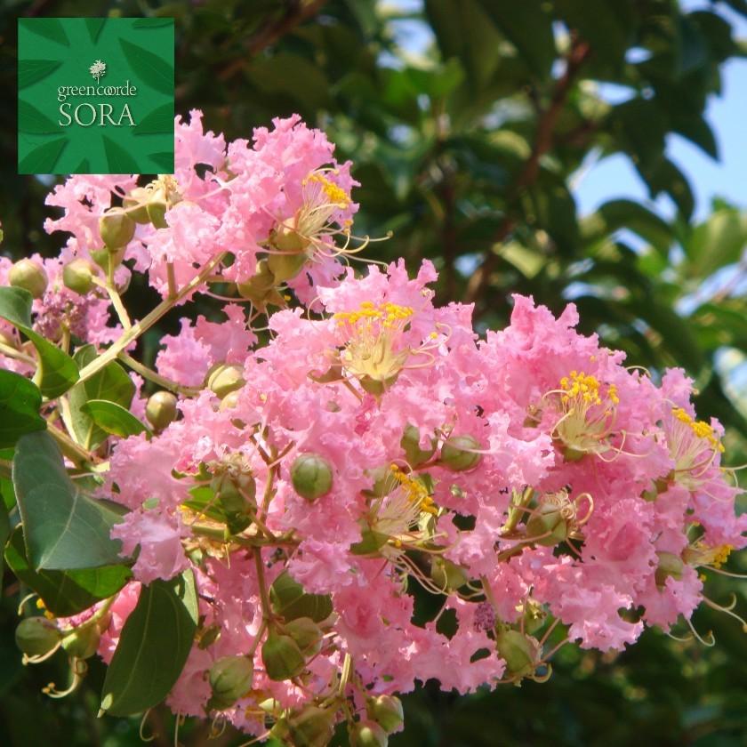 サルスベリ 桃花 単木 樹高H:3000mm　植木 苗