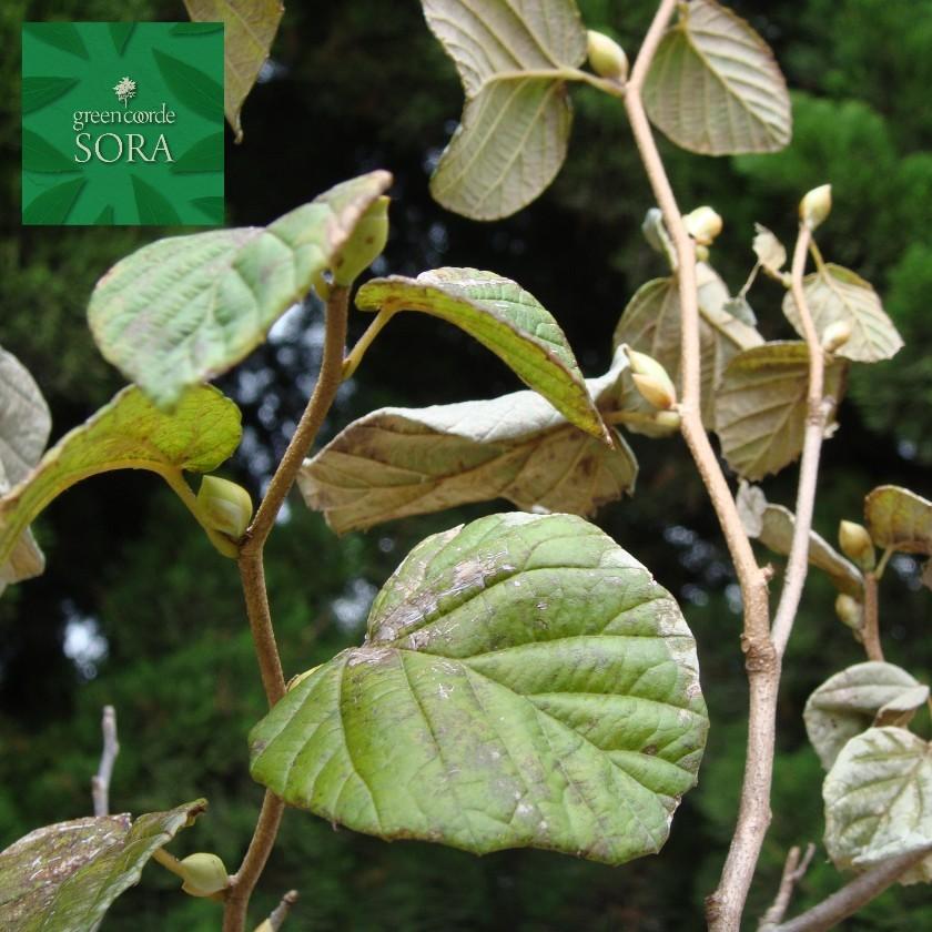 トサミズキ 樹高H:2500粍 植木 苗 苗木、植木-花、ガーデニング