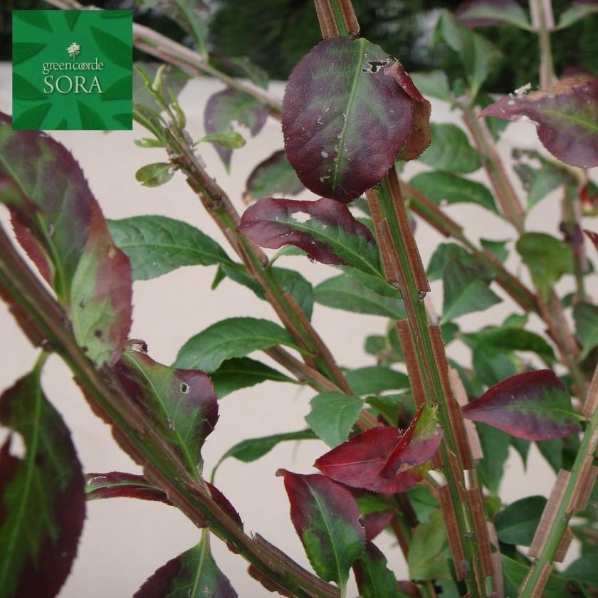 ニシキギ 樹高H:2000mm 植木 苗