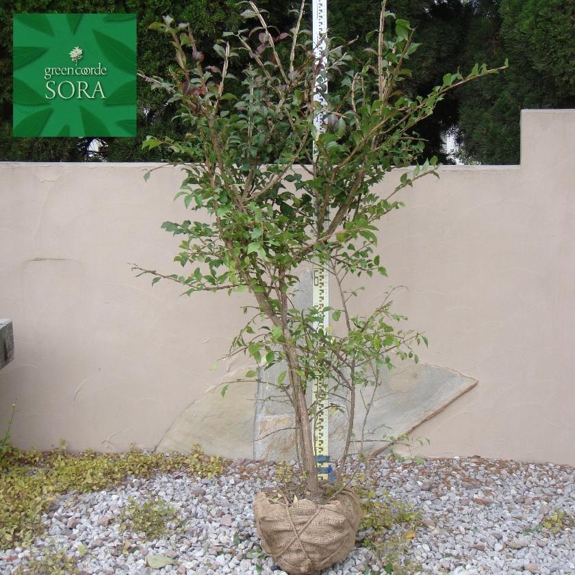 ニシキギ 樹高H:2000mm 植木 苗の画像