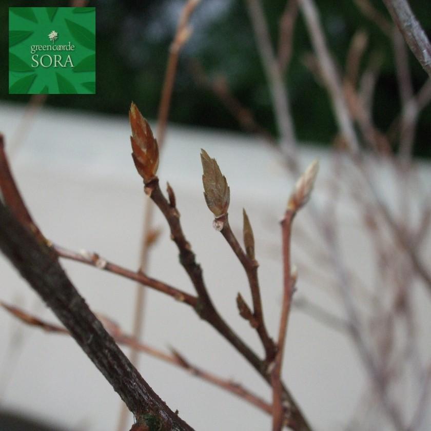 アオハダ 株立 樹高H:3000mm 植木 苗 アオハダ 苗 株立ち A110