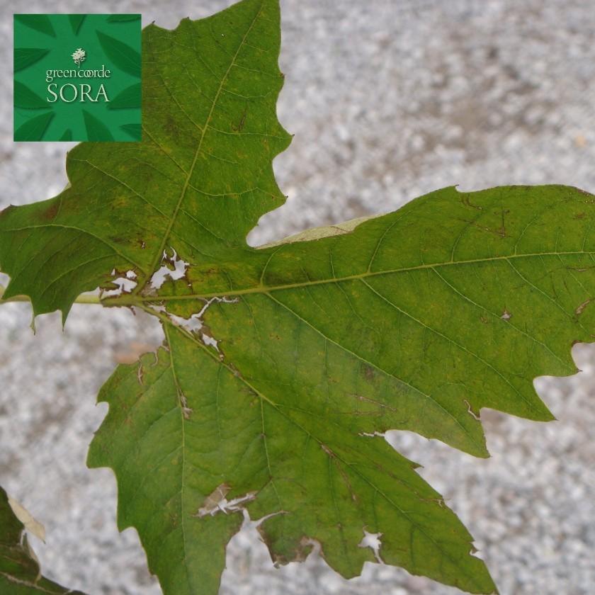 プラタナス 単木 樹高H:2000mm　植木 苗