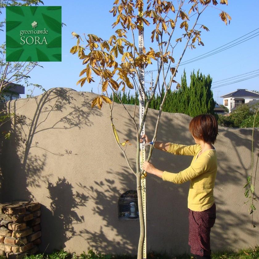 紅花西洋栃の木 単木 樹高H:2000粍 植木 苗 その他苗木、植木-花、ガーデニング-苗木、植木