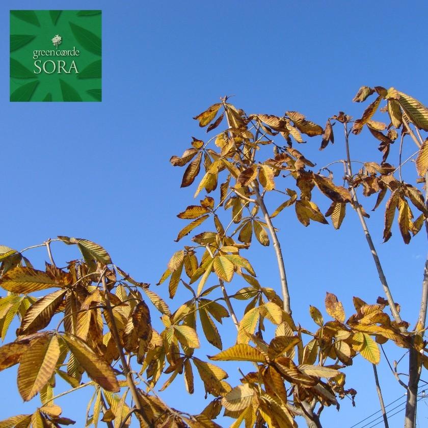人気が高い ベニバナトチノキ 単木 樹高h 3000mm 植木 苗 超歓迎 Atempletonphoto Com