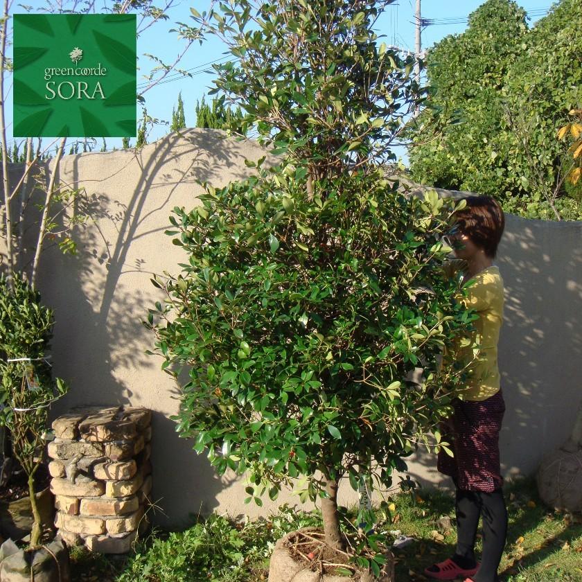 モッコク 単木 樹高H:2000mm　植木 苗 モッコク 苗 W1477106964(14240円)