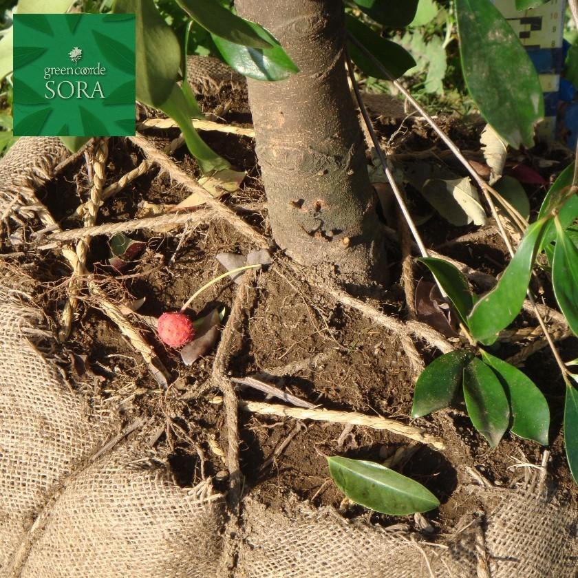 モッコク 単木 樹高H:2000mm　植木 苗 モッコク 単木 樹高H