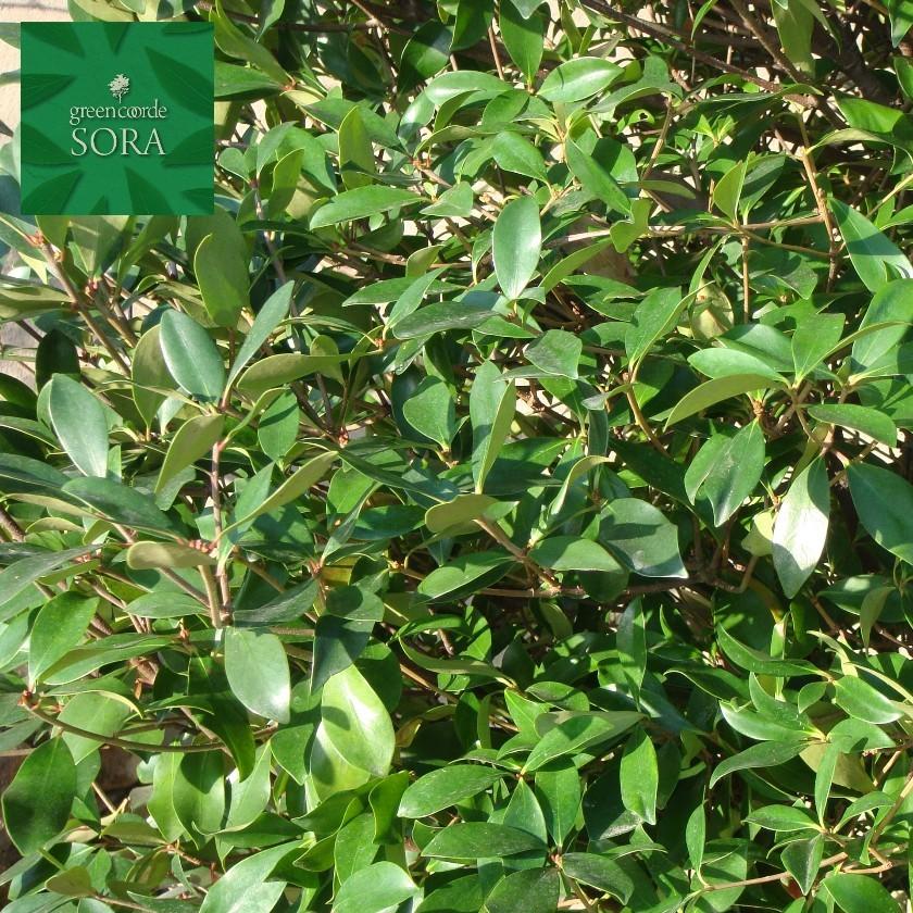 本日価格！！ モッコク 単木 樹高H:3000mm　植木 苗 【PE9758276709】(34277円)