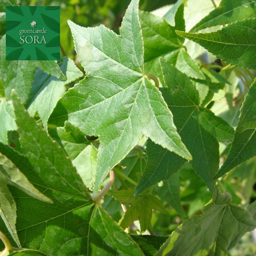 本日価格！！ モッコク 単木 樹高H:3000mm　植木 苗 【PE9758276709】(34277円)