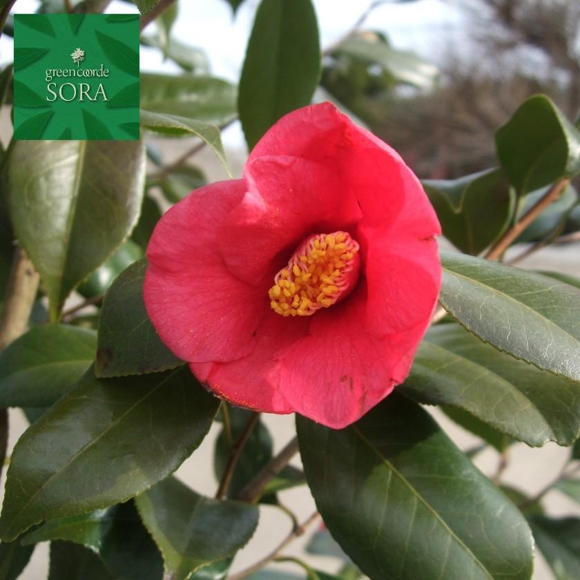 ヤブツバキ 単木 樹高H:3000mm 植木 苗 : SORA - 通販 - Yahoo