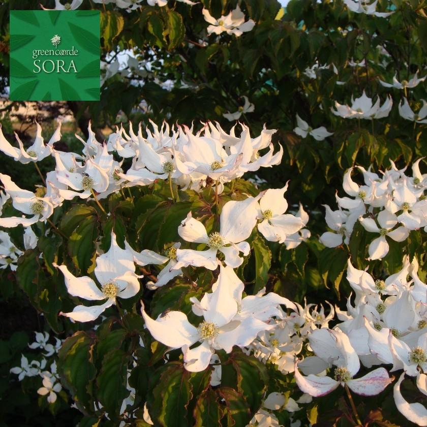 ヤマボウシ 単木 樹高H:2000mm 植木 苗の画像