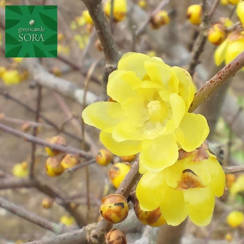 ロウバイ 単木 樹高H:2000mm　植木 苗