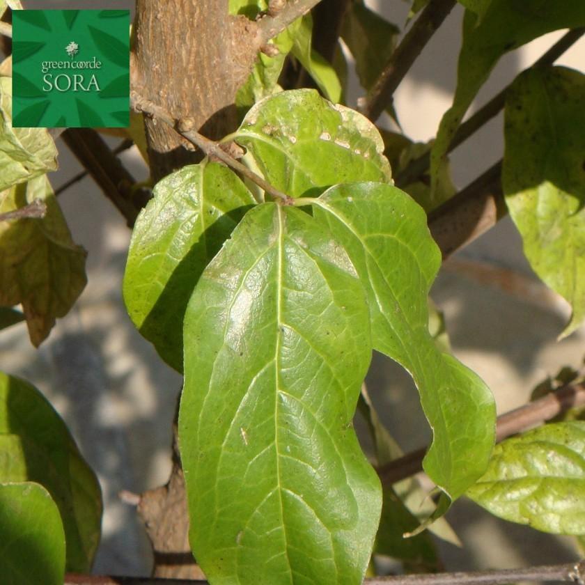 ロウバイ 単木 樹高H:2000mm　植木 苗 ロウバイ 単木 樹高H