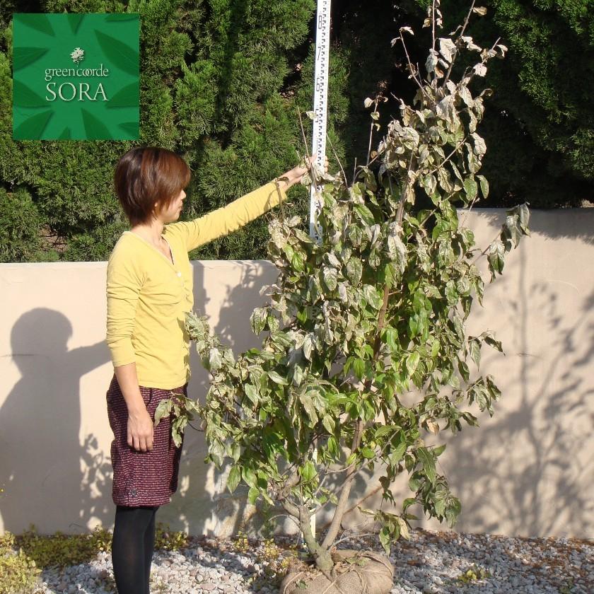 ロウバイ 単木 樹高H:2000mm　植木 苗 ロウバイ 単木 樹高H