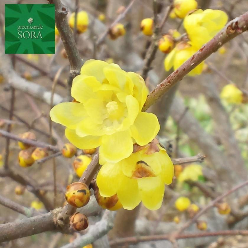 ロウバイ 単木 樹高H:2000mm　植木 苗 ロウバイ 単木 樹高H