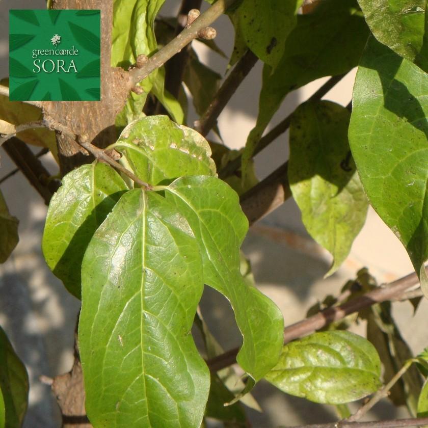 ロウバイ 単木 樹高H:2000mm　植木 苗 ロウバイ 単木 樹高H