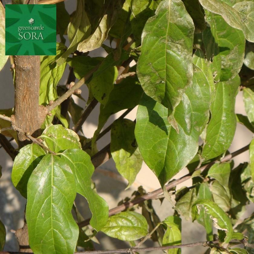 ロウバイ 単木 樹高H:2000mm　植木 苗 ロウバイ 単木 樹高H