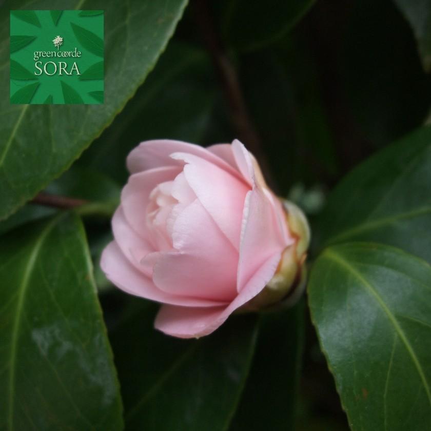 久留米乙女椿 単木 樹高H:2500mm　植木 苗
