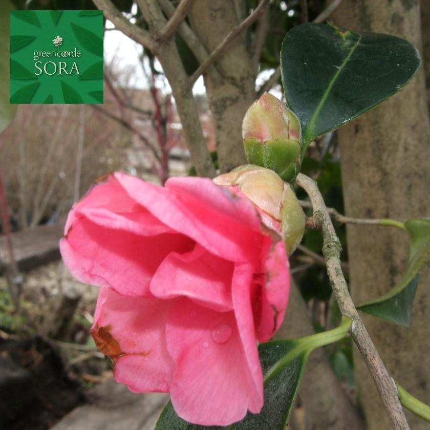 紅侘助 単木 樹高h 2500mm Khabarbani Com