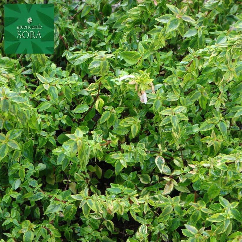 オンラインストア激安 アベリア　カレイドスコープ　10本　植木 苗