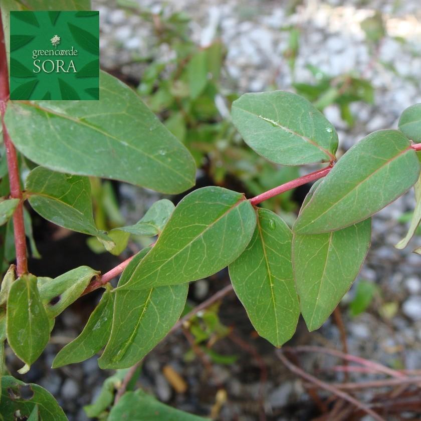 爆売り ヒペリカム ヒデコート 10本 植木 苗 絶対一番安い Atempletonphoto Com