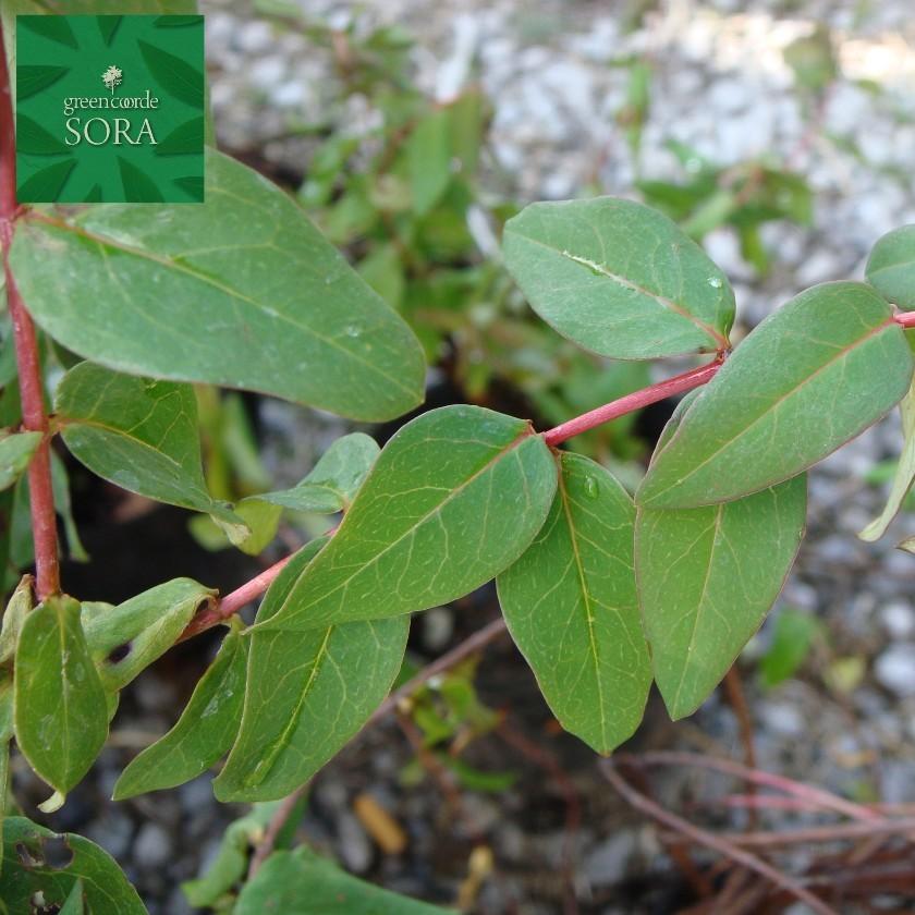 ヒペリカム　ヒデコート　20本　植木 苗_2