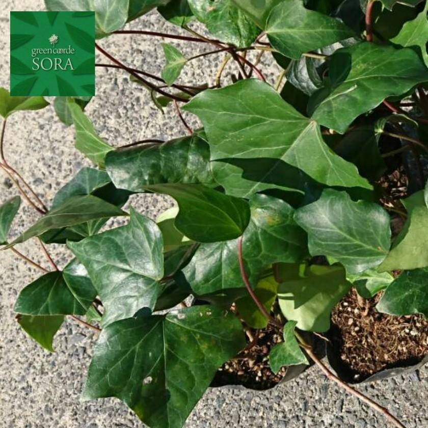 ヘデラカナリエンシス 6本 植木 苗 Ghdk 001 Sora 通販 Yahoo ショッピング