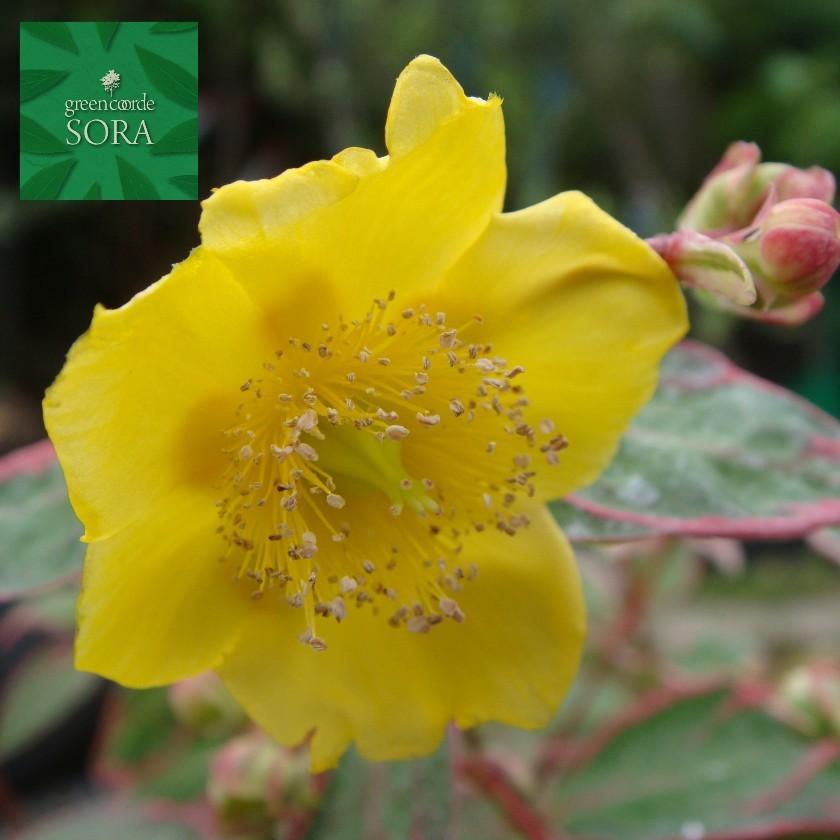 ヒペリカム トリカラー 本 植木 苗 Ghpt 009 Sora 通販 Yahoo ショッピング