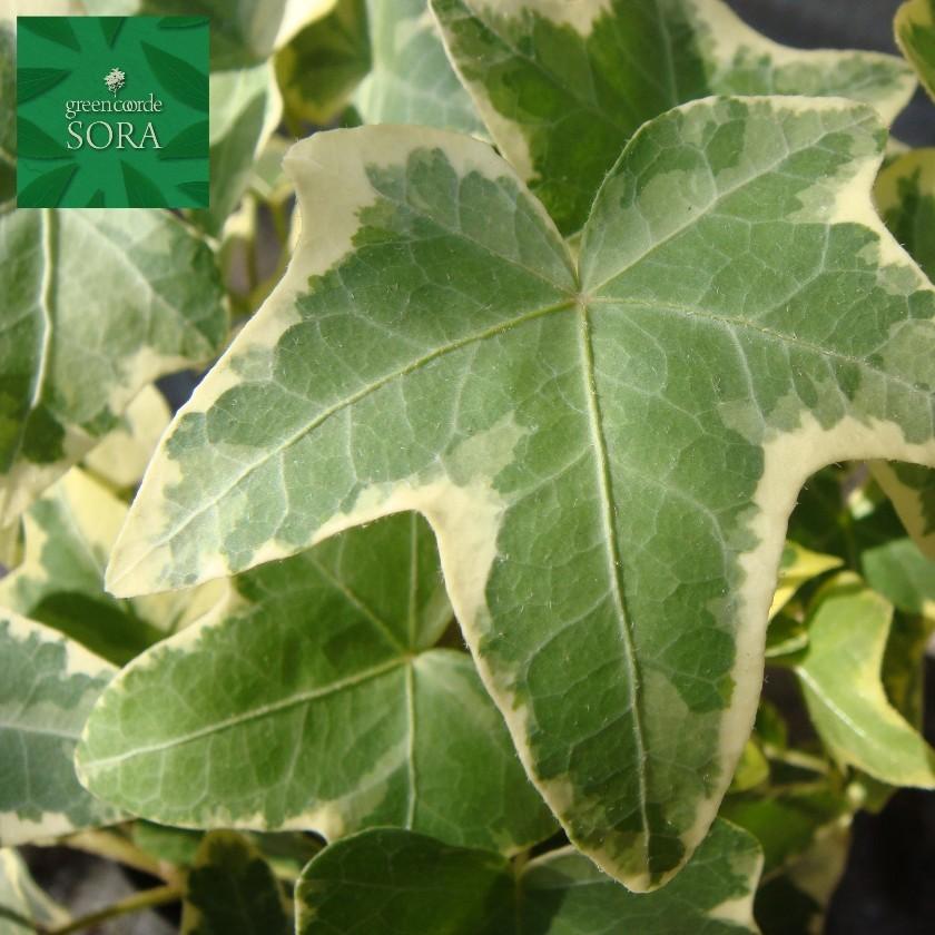 アイビー ゴールデンチャイルド 30本 Pymr Go Th