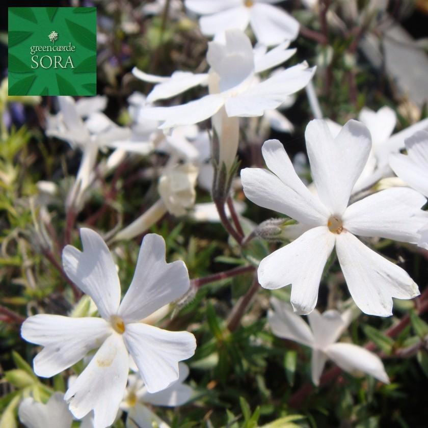 信頼 芝ザクラ 白 6本 植木 苗 高価値