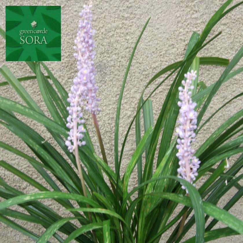 期間限定送料無料 ヤブラン 24本 植木 苗 驚きの値段 Www Aqtsolutions Com