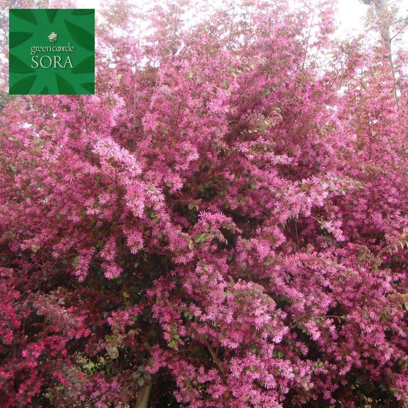 赤葉紅花常盤満作H900mm前後　5本 鉢底より　植木 苗
