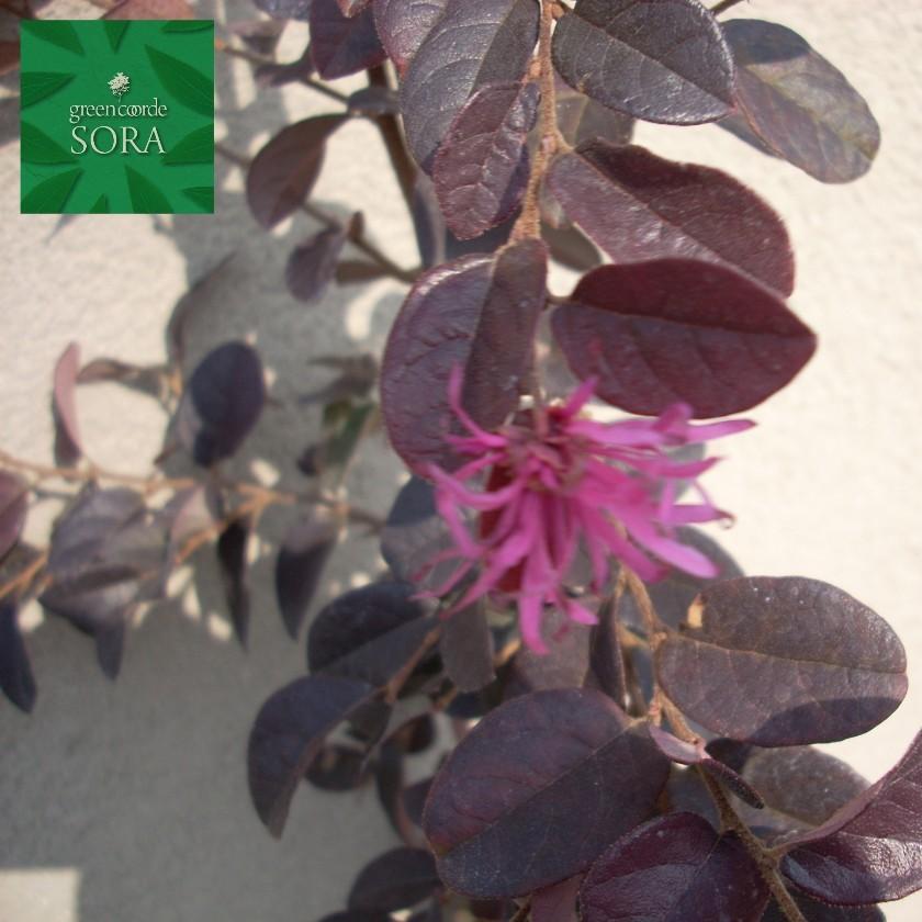 赤葉紅花常盤満作H900mm前後　5本 鉢底より　植木 苗_2