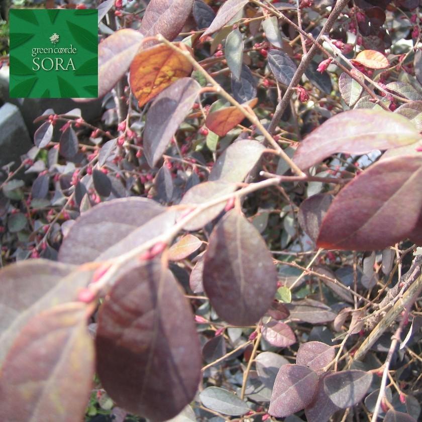 赤葉紅花常盤満作H900mm前後　5本 鉢底より　植木 苗_3