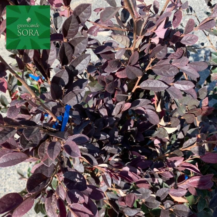 赤葉紅花常盤満作H900mm前後　5本 鉢底より　植木 苗_5