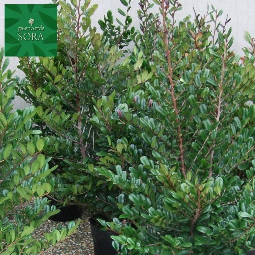 ハマヒサカキ H400〜600mm 5本 鉢底より 植木 苗 : SORA - 通販